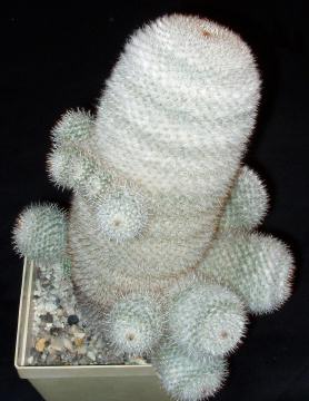 mammillaria elegans dealbata01