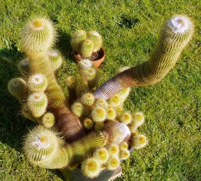 notocactus lenninghausii01