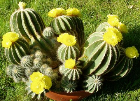 notocactus magnificus01