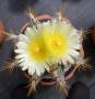 astrophytum ornatum01