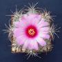 echinocactus horizonthalonius02